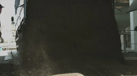 Sunflower seeds Stock-Footage 42758116