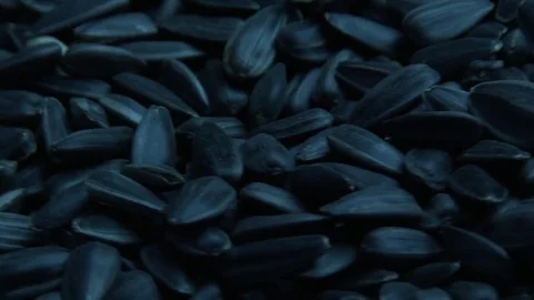 Sunflower seeds 스톡 동영상 79561010