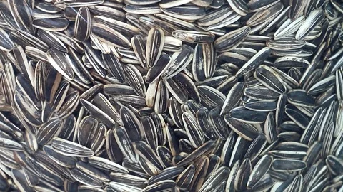 Sunflower Seeds Stock Footage 86844396