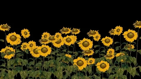 Sunflower Seeds Stock Footage 88432694