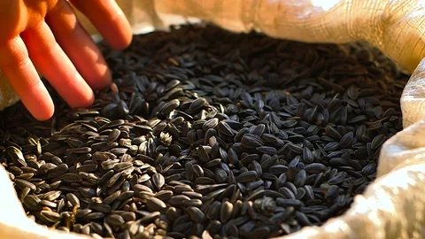 Sunflower seeds Stock Footage 88506686