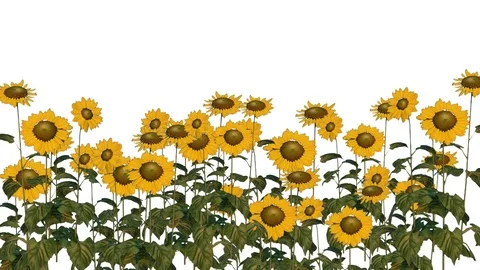 Sunflower seeds Video stock 90846154
