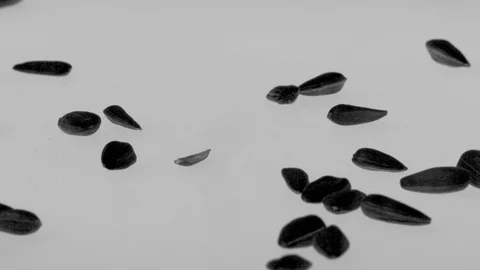 Sunflower seeds Stock Footage 103466092