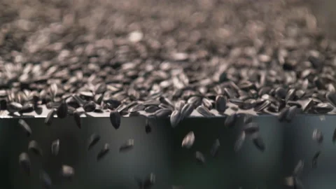 Sunflower seeds Stock-Footage 196374549