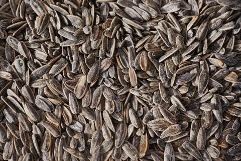 Sunflower seeds lying on a flat surface in natural light Stock Photos