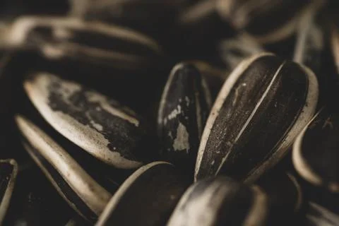 Sunflower seeds Macro close up Stock Photos