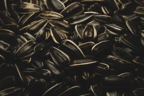 Sunflower seeds Macro close up Stock Photos
