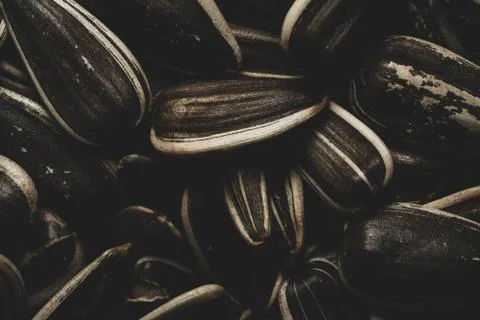 Sunflower seeds Macro close up Stock Photos