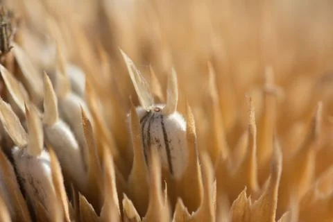 In sunflower seeds. macro Stock Photos