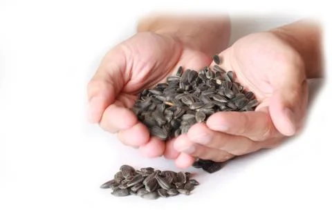 Sunflower seeds Stock Photos