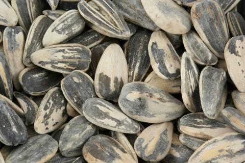 Sunflower seeds Stock Photos