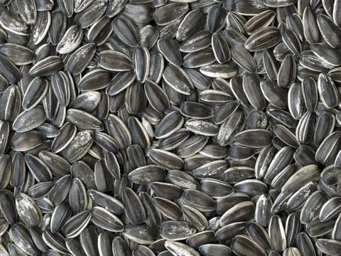 Sunflower seeds Stock Photos