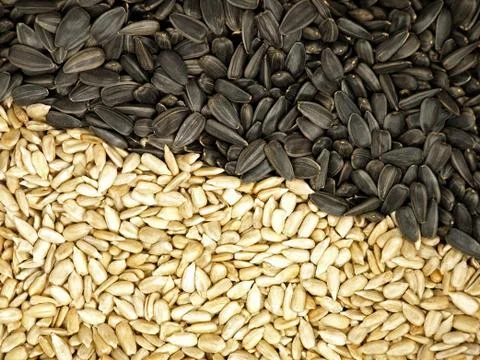 Sunflower seeds. Stock Photos