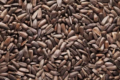 Sunflower seeds Stock Photos