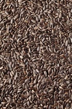 Sunflower seeds Stock Photos