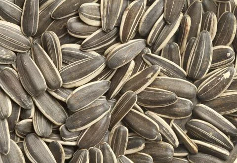 Sunflower seeds Stock Photos