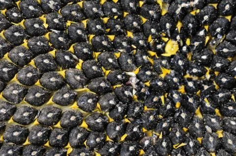 Sunflower seeds Stock Photos