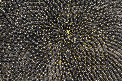 Sunflower seeds Stock Photos