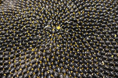 Sunflower seeds Stock Photos