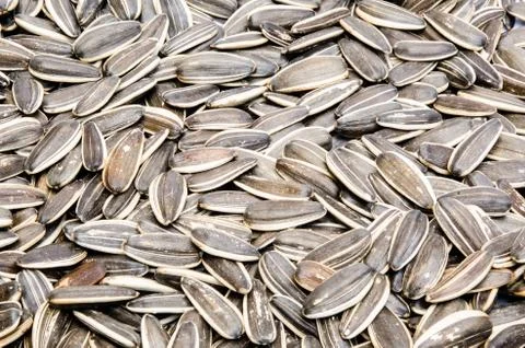 Sunflower seeds Stock Photos