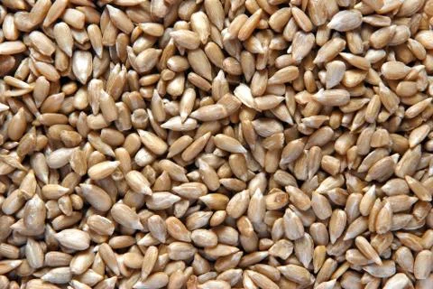 Sunflower seeds Stock Photos