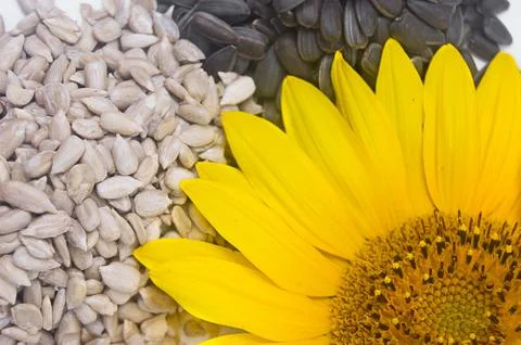 Sunflower seeds Stock Photos