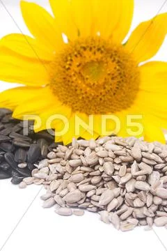Sunflower seeds Stock Photos