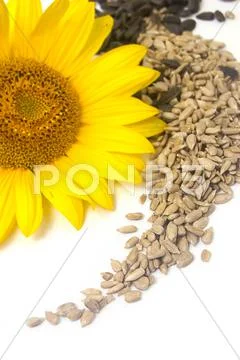 Sunflower seeds Stock Photos