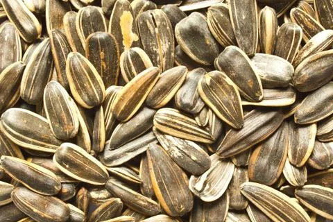 Sunflower Seeds Stock Photos