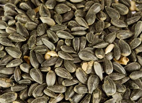 Sunflower seeds Stock Photos