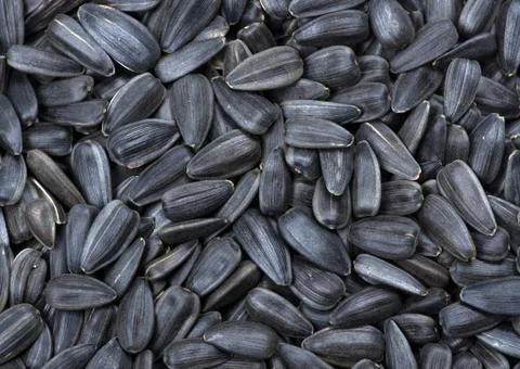 Sunflower seeds Foto stock