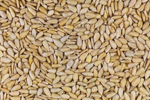 Sunflower seeds Stock Photos