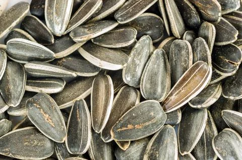 Sunflower seeds Stock Photos