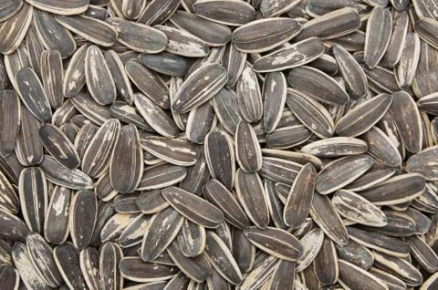 Sunflower seeds Stock Photos