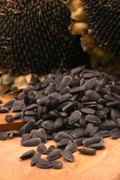 Sunflower seeds Stock Photos