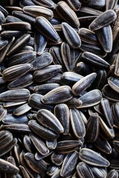 Sunflower seeds Gratis Stockfotos