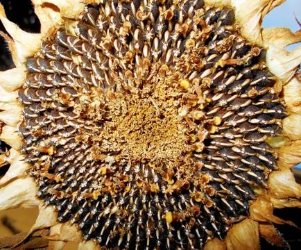 Sunflower seeds Stock Photos