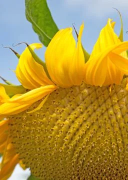 Sunflower Seeds Stock Photos