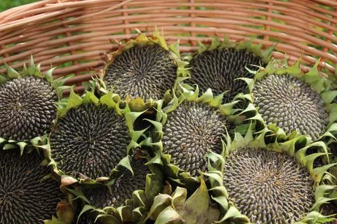 Sunflower seeds Stock Photos