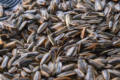Sunflower seeds Stock Photos