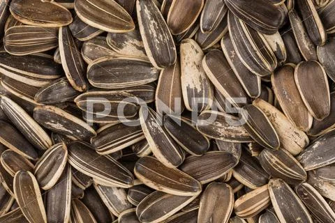 Sunflower seeds pile Stock Photos