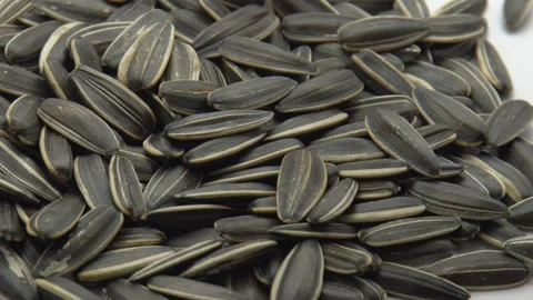 The sunflower seeds on a plate close-up Stock Footage 255496372