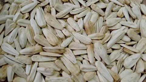 Sunflower seeds rotate Stock Footage 229770359