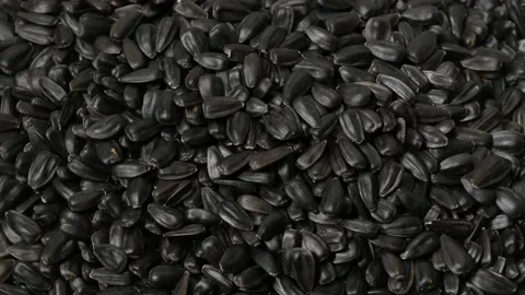 Sunflower seeds, rotation, close up, background Stock Footage 152139121