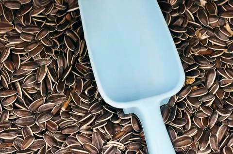 Sunflower seeds with scoop Stock Photos