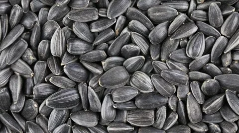 Sunflower seeds seeds close up. Loop rotation Stock Footage 66304879