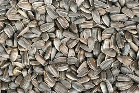 Sunflower seeds in shell Stock Photos
