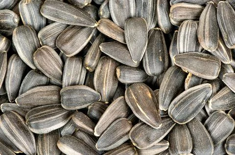 Sunflower seeds in shell Stock Photos