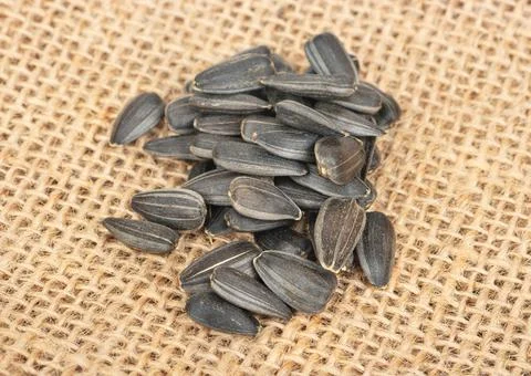 Sunflower seeds in shell Stock Photos