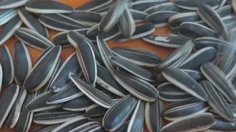 Sunflower seeds in shop Stock Footage 70373743